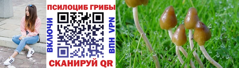 KRAKEN как зайти Чухлома Псилоцибиновые грибы Cubensis наркошоп